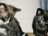 Отдаем котят 