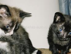 Отдаем котят 