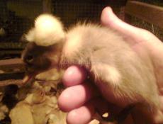 Утята 10 дневные породы русская хохлатая и голубой Фаворит