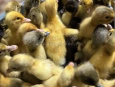 Утята 10 дневные породы русская хохлатая и голубой Фаворит