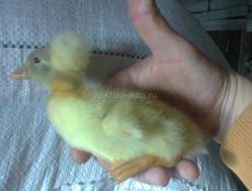 Утята 10 дневные породы русская хохлатая и голубой Фаворит