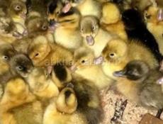 Утята 10 дневные породы русская хохлатая и голубой Фаворит