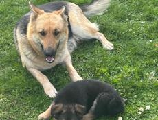 Щенки Немецкой Овчарки