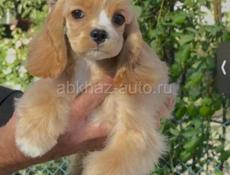 ПРОДАЮТСЯ ЩЕНКИ СПАНИЕЛЯ 