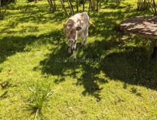 Корова продается с бычком маленьким 4 года ей ещё должна родить она 