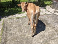 Корова продается с бычком маленьким 4 года ей ещё должна родить она 