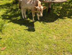 Корова продается с бычком маленьким 4 года ей ещё должна родить она 