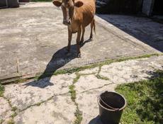 Корова продается с бычком маленьким 4 года ей ещё должна родить она 