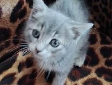 Котёнок девочка. Может кто захочет красотку. В доме собака. Её  подкинули. 