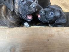 Кане-корсо чистокровные