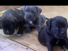 Кане-корсо чистокровные