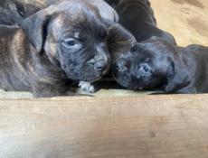 Кане-корсо чистокровные