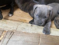 Кане-корсо чистокровные