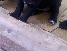 Кане-корсо чистокровные