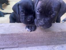 Кане-корсо чистокровные