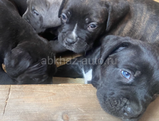 Кане-корсо чистокровные