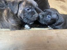 Кане-корсо чистокровные