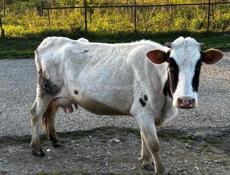 Продаётся срочно корова 