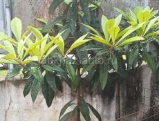 Мушмула 3-4 летние! 