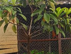 Мушмула 3-4 летние! 