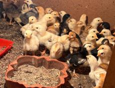 Цыплята 