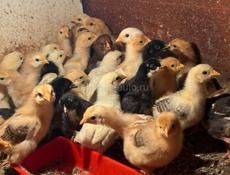 Цыплята 
