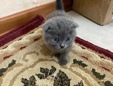 Вислоухий британец