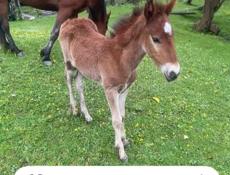 КУПЛЮ НЕ ДОРОГО ЖЕРЕБЁНКА 