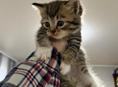 Котенок в добрые руки