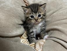 Котенок в добрые руки