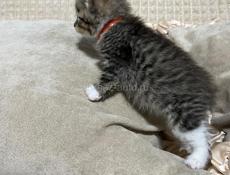 Котенок в добрые руки