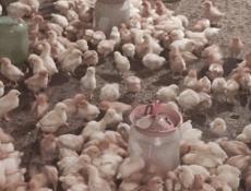 Продаю цыплят несушек им две недели 