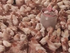 Продаю цыплят несушек им две недели 