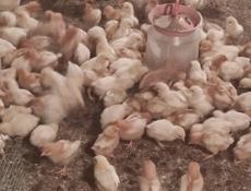 Продаю цыплят несушек им две недели 