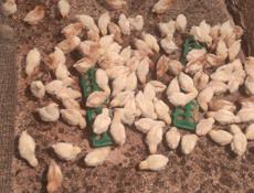 Продаю цыплят несушек им две недели 