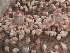 Продаю цыплят несушек им две недели 