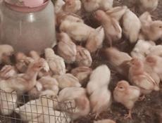 Продаю цыплят несушек им две недели 