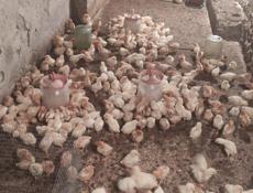 Продаю цыплят несушек им две недели 