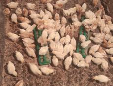 Продаю цыплят несушек им две недели 