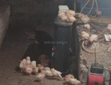 Продаю цыплят несушек им две недели 