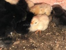 Цыплята 