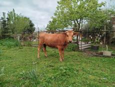Продаю телку 