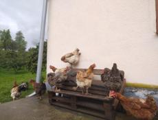 Продаю циплят мясо-яичной породы 50 шт 