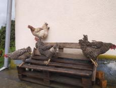 Продаю циплят мясо-яичной породы 50 шт 