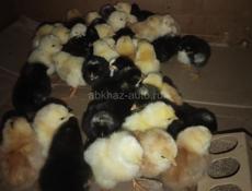 Продаю циплят мясо-яичной породы 50 шт 