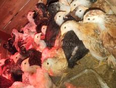 Продаю циплят мясо-яичной породы 50 шт 