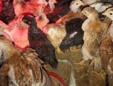 Продаю циплят мясо-яичной породы 50 шт 