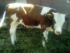 Продаётся тёлочка кг 60