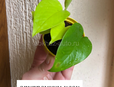 Комнатные растения