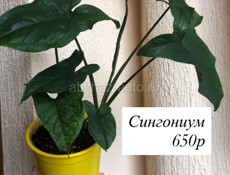 Комнатные растения